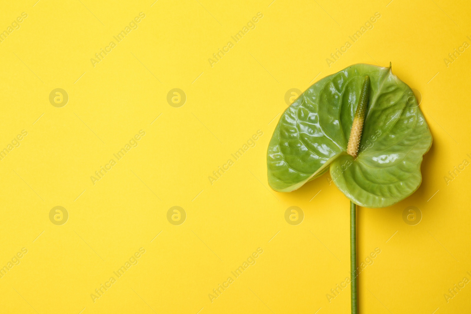 Photo of Beautiful green anthurium flower on yellow background. Tropical plant