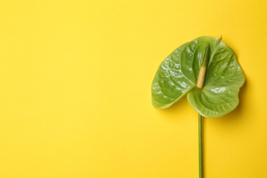 Photo of Beautiful green anthurium flower on yellow background. Tropical plant