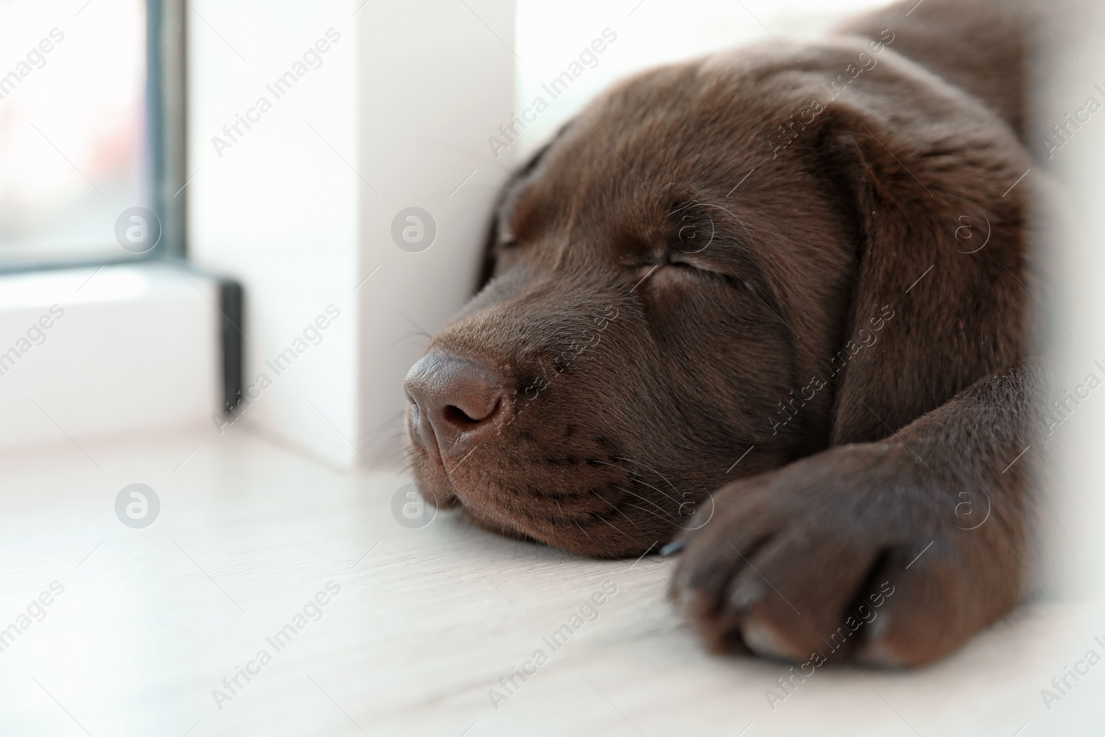 Photo of Chocolate Labrador Retriever puppy on  windowsill indoors