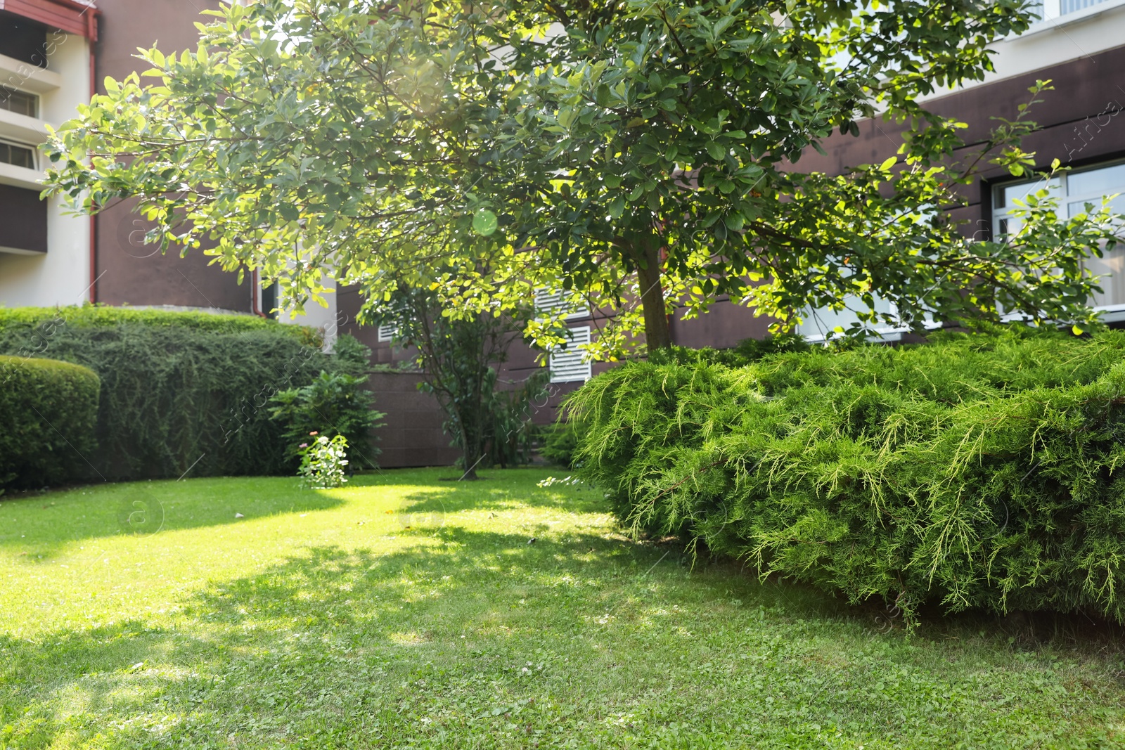 Photo of Beautiful green plants growing outdoors. Gardening and landscaping