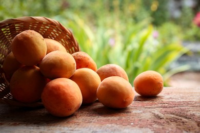 Delicious ripe apricots with wicker basket on wooden table outdoors, closeup