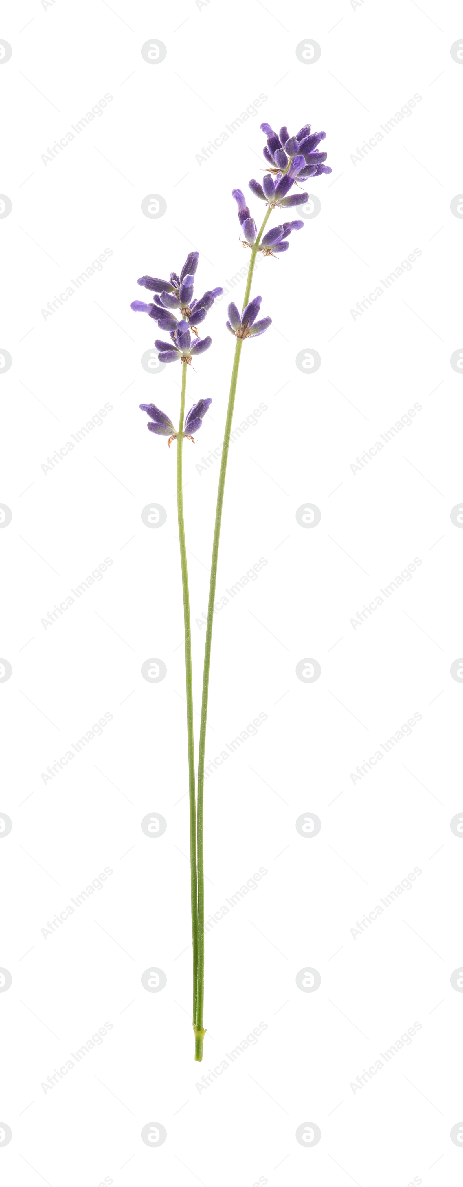 Photo of Beautiful fresh lavender flowers isolated on white