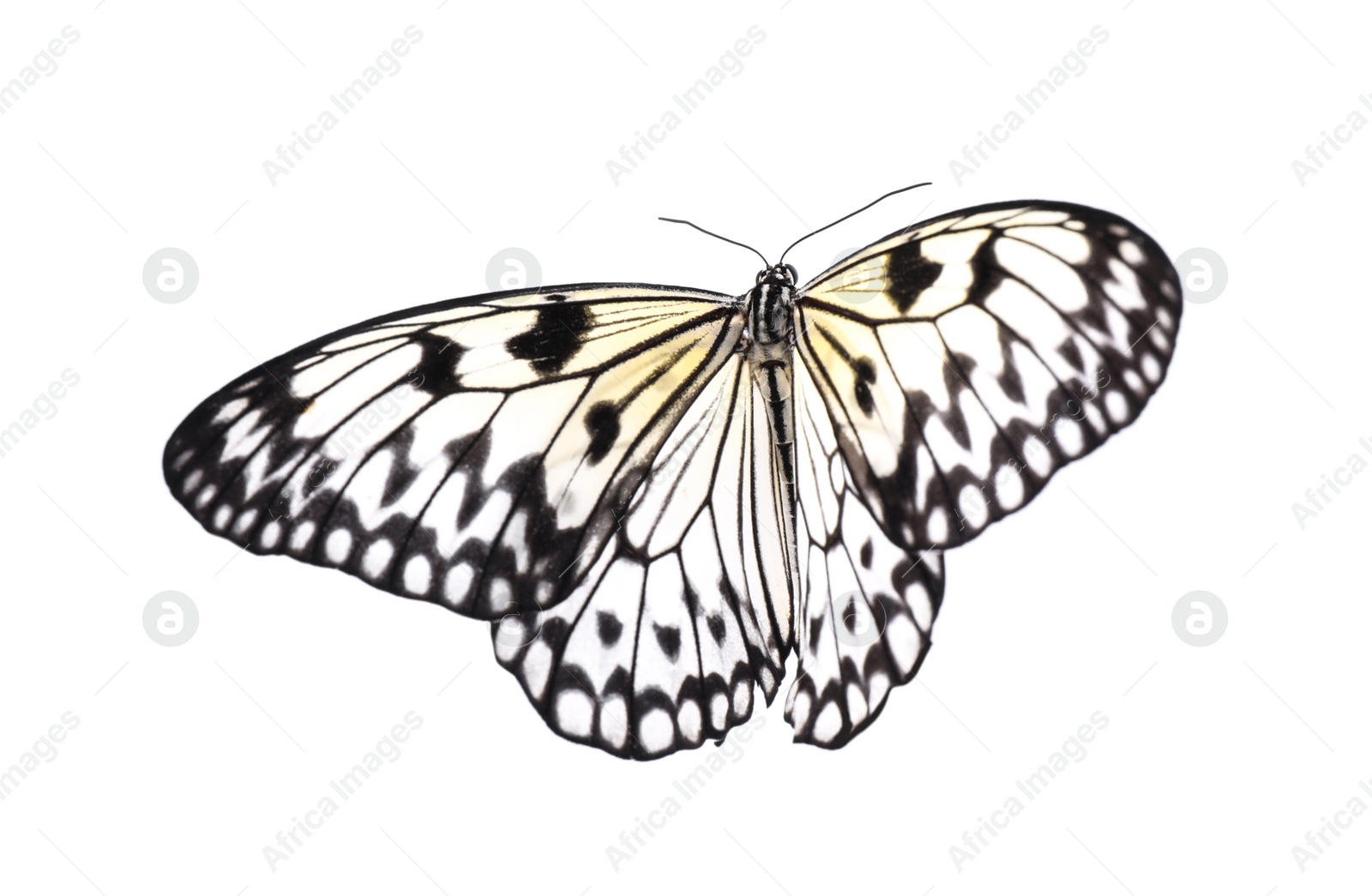 Photo of Beautiful rice paper butterfly isolated on white