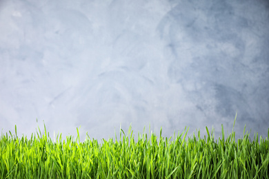 Photo of Fresh green grass on light background, space for text. Spring season