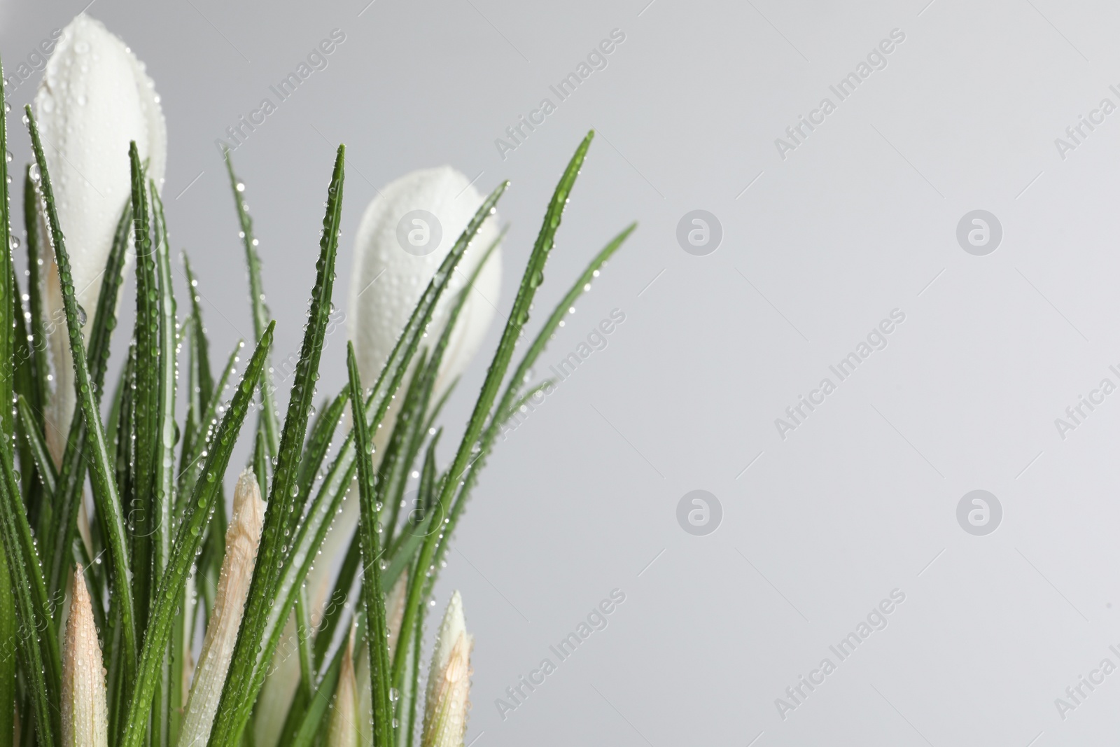 Photo of Beautiful crocuses with dew drops on white background. Space for text