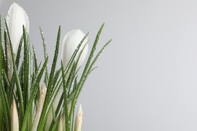 Beautiful crocuses with dew drops on white background. Space for text