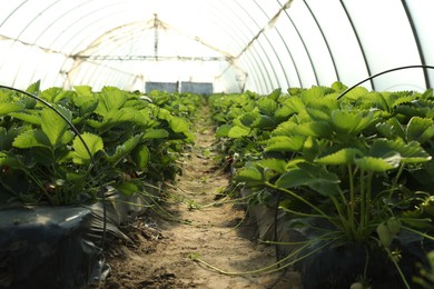 Photo of Rows of strawberry seedlings growing in greenhouse