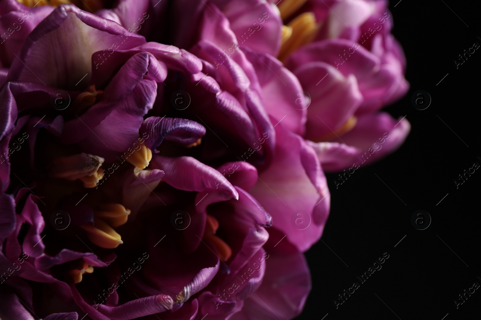 Photo of Beautiful fresh tulips on dark background, closeup