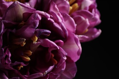 Photo of Beautiful fresh tulips on dark background, closeup