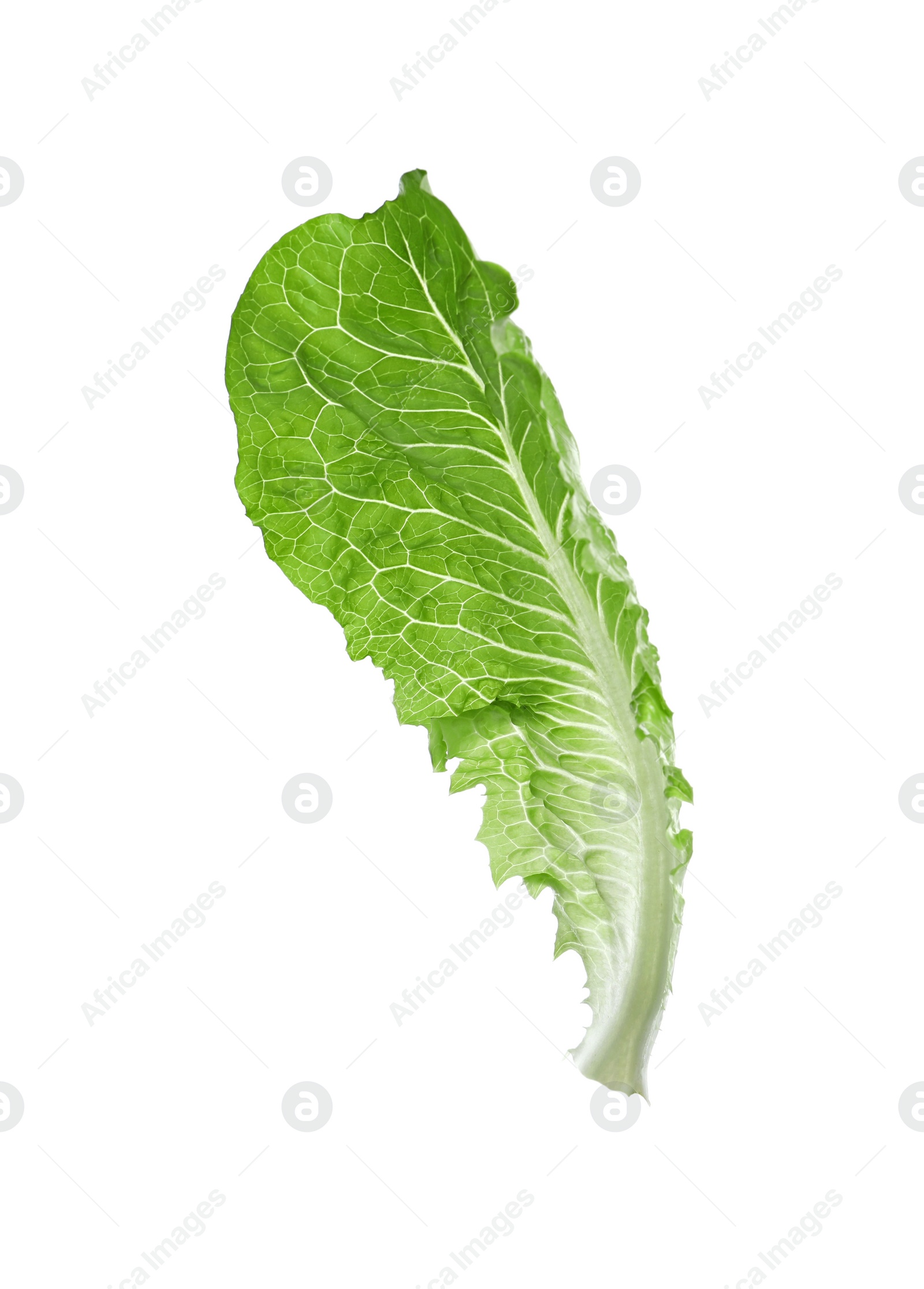 Photo of Fresh leaf of green romaine lettuce isolated on white