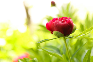 Beautiful red peony outdoors on spring day, closeup