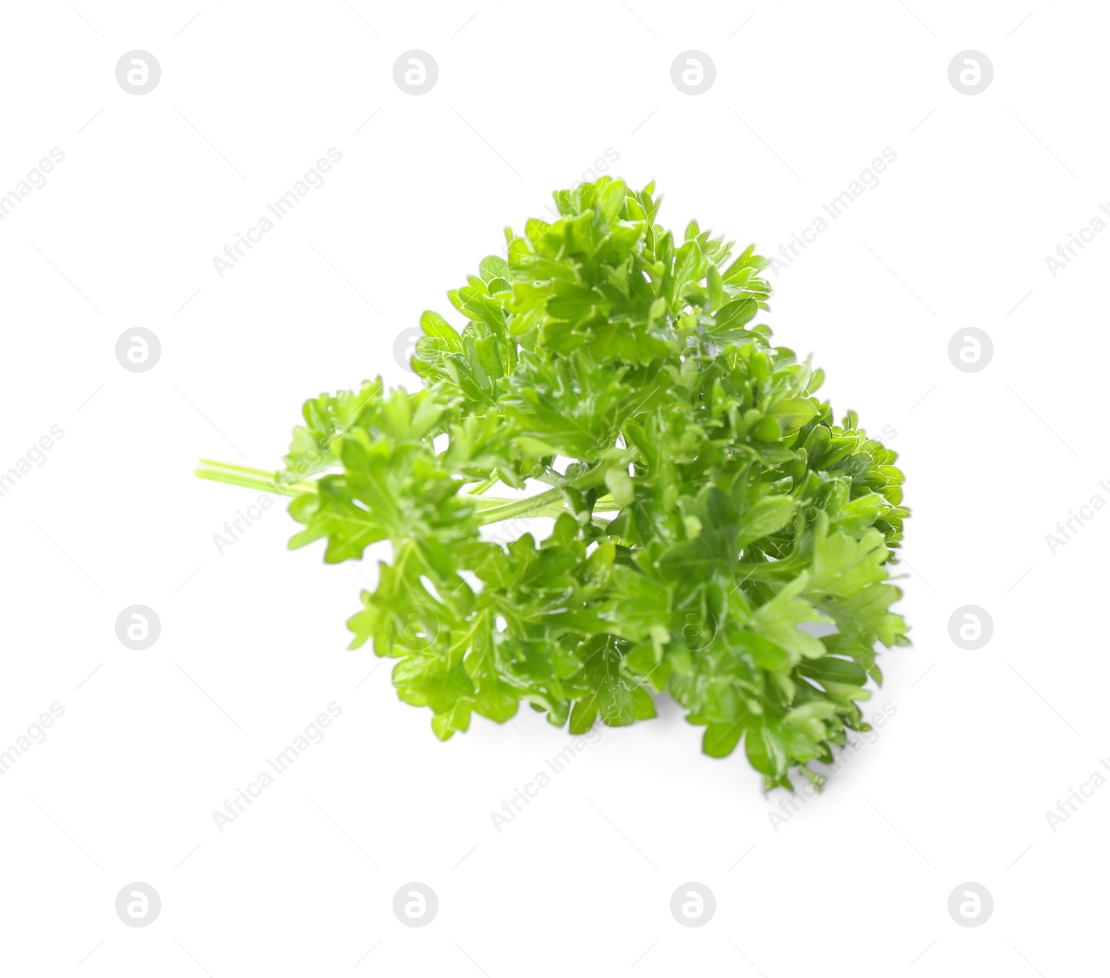 Photo of Fresh green curly parsley on white background