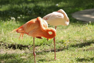 Two beautiful flamingos outdoors on sunny day