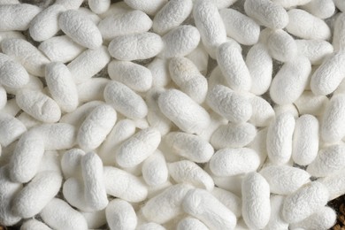 Photo of Heap of white silk cocoons, top view