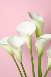 Photo of Beautiful calla lily flowers on pink background