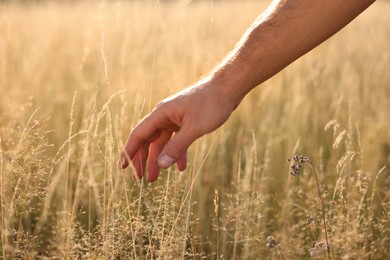 Photo of Feeling freedom. Man walking through meadow and touching reed grass, closeup