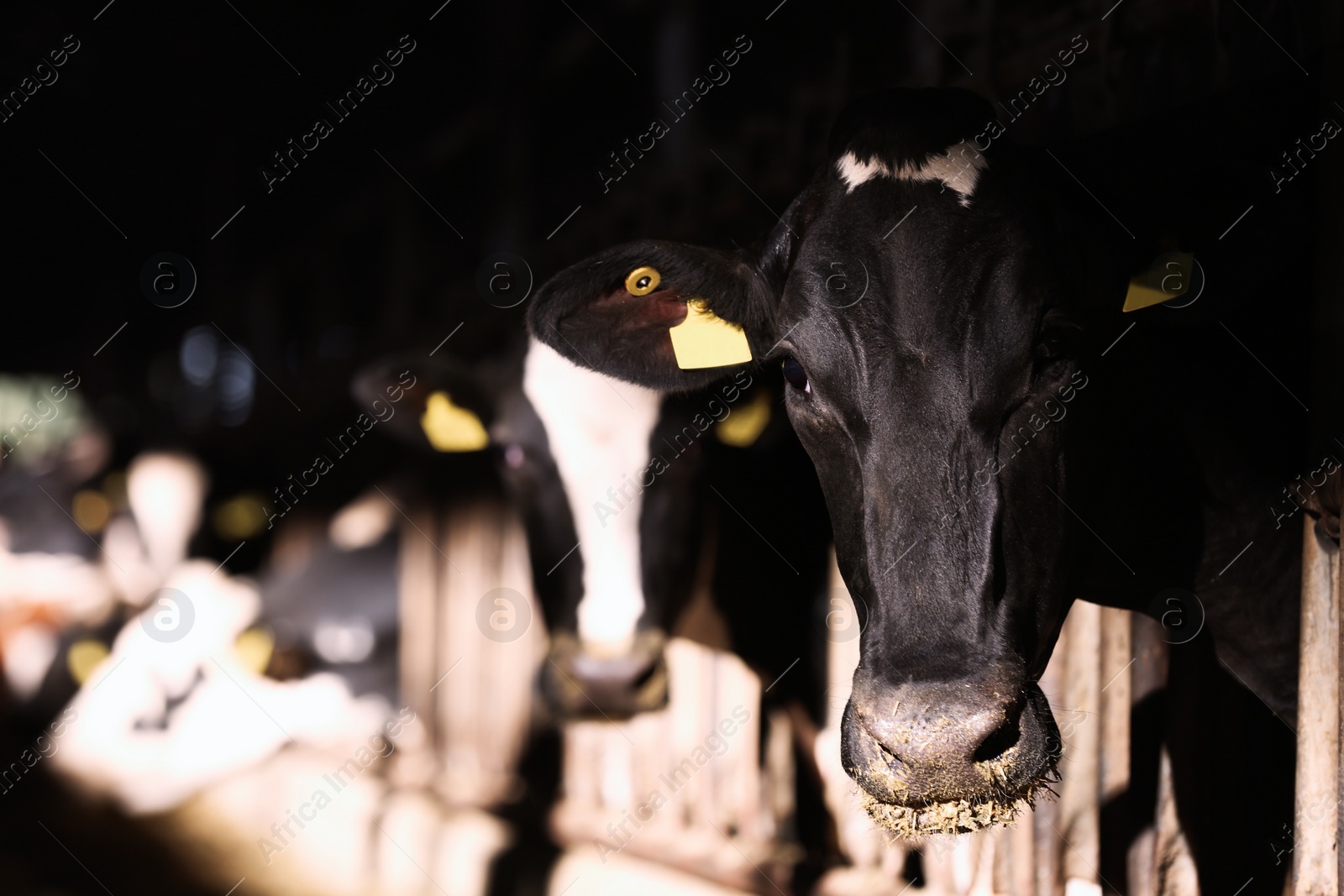 Photo of Pretty cow near fence on farm, space for text. Animal husbandry