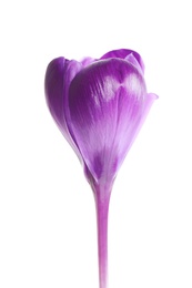 Photo of Beautiful spring crocus flower on white background