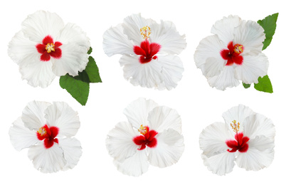 Set of beautiful tropical hibiscus flowers isolated on white