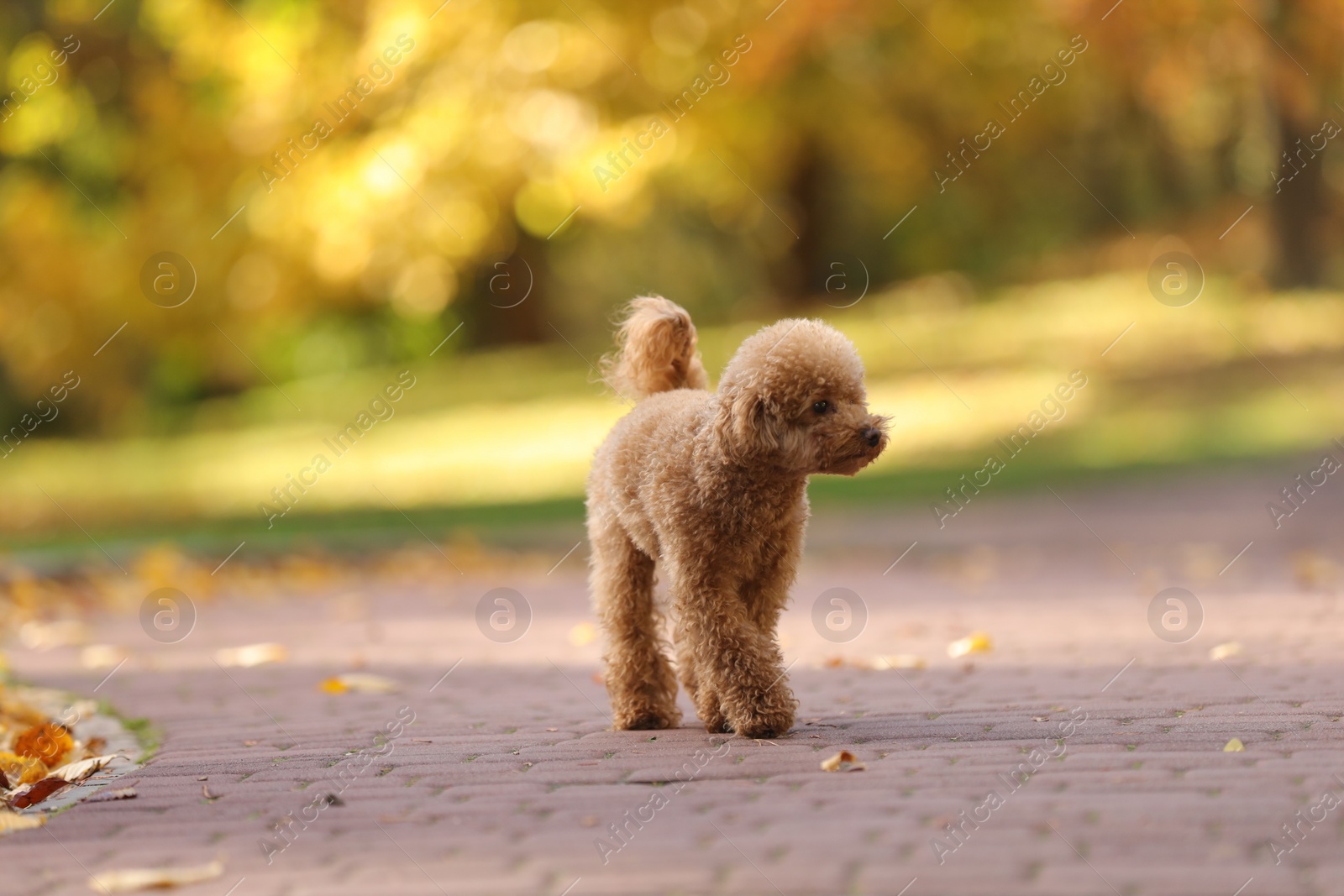 Photo of Cute Maltipoo dog on paved road in autumn park