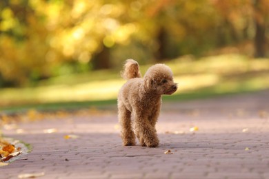 Photo of Cute Maltipoo dog on paved road in autumn park