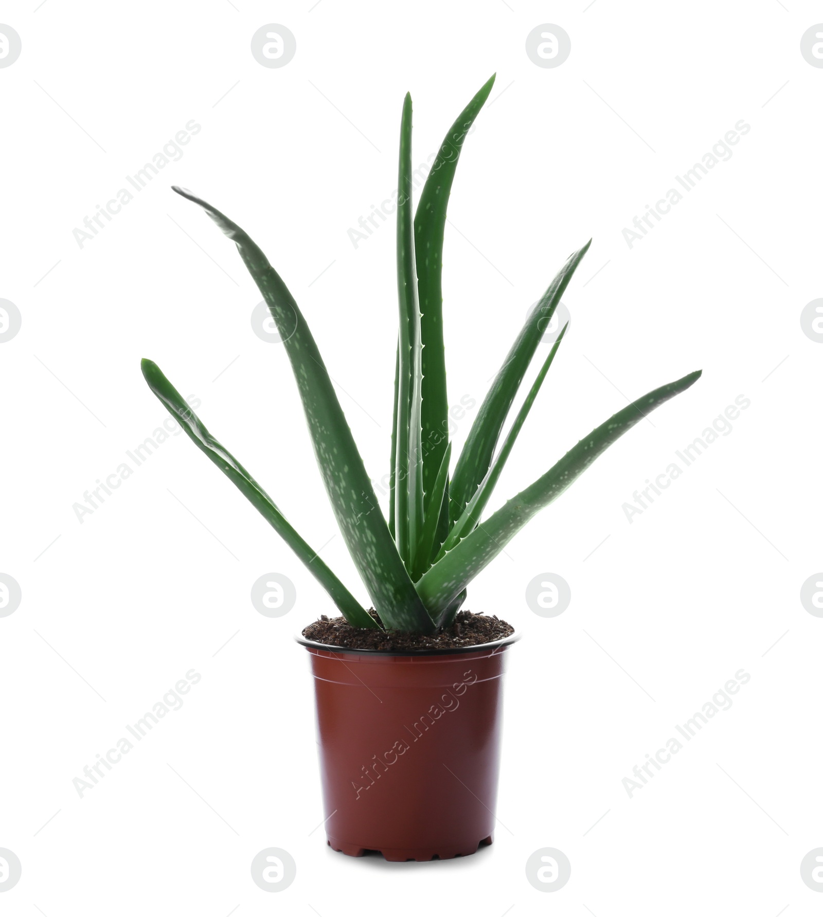 Photo of Flowerpot with aloe vera on white background