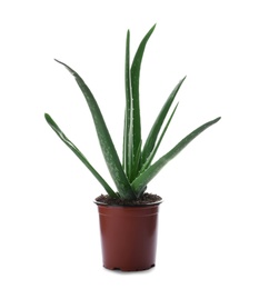 Photo of Flowerpot with aloe vera on white background