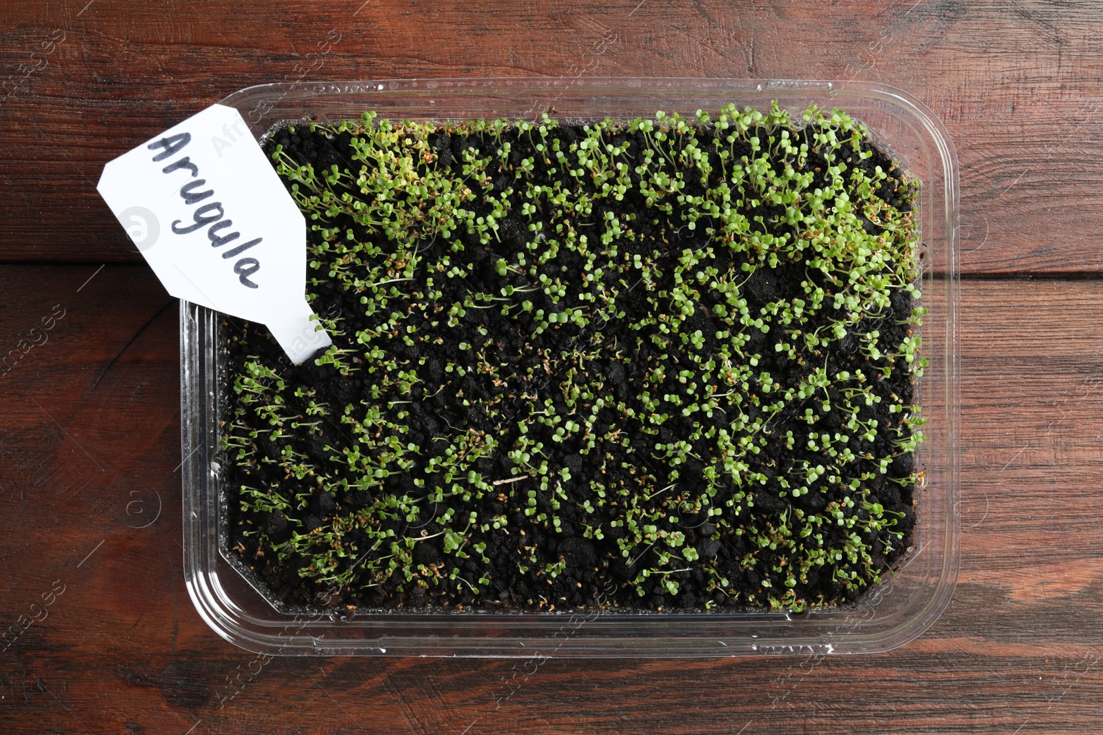 Photo of Young sprouts and card with word Arugula on wooden table, top view