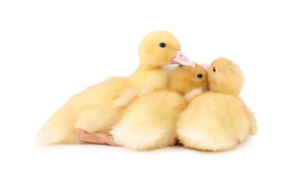 Photo of Baby animals. Cute fluffy ducklings on white background