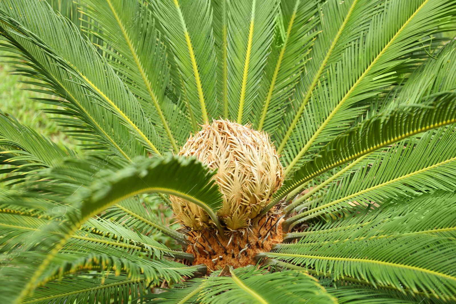 Photo of Closeup view of beautiful tropical palm leaves