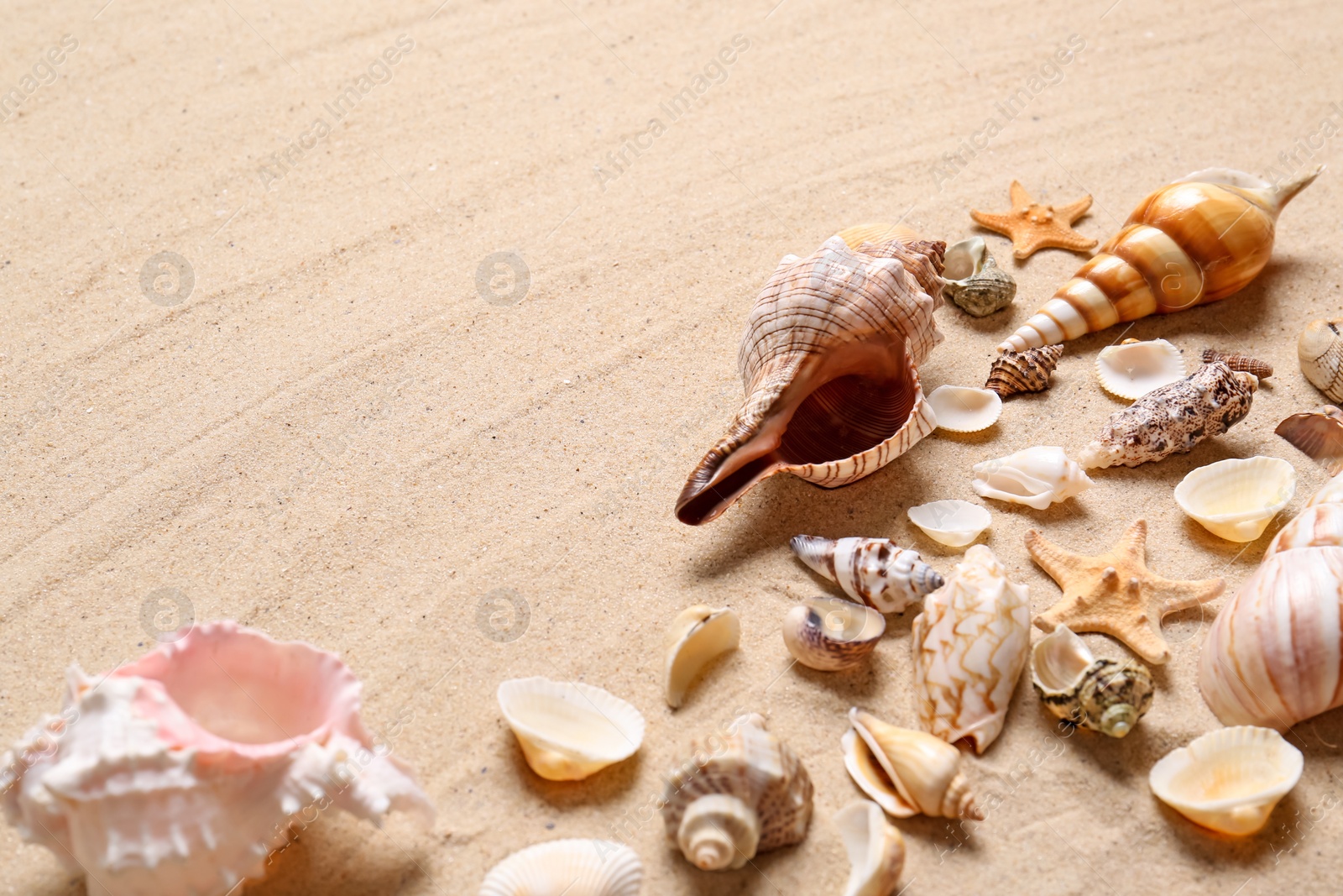 Photo of Beautiful seashells and starfishes on beach sand, space for text. Summer vacation