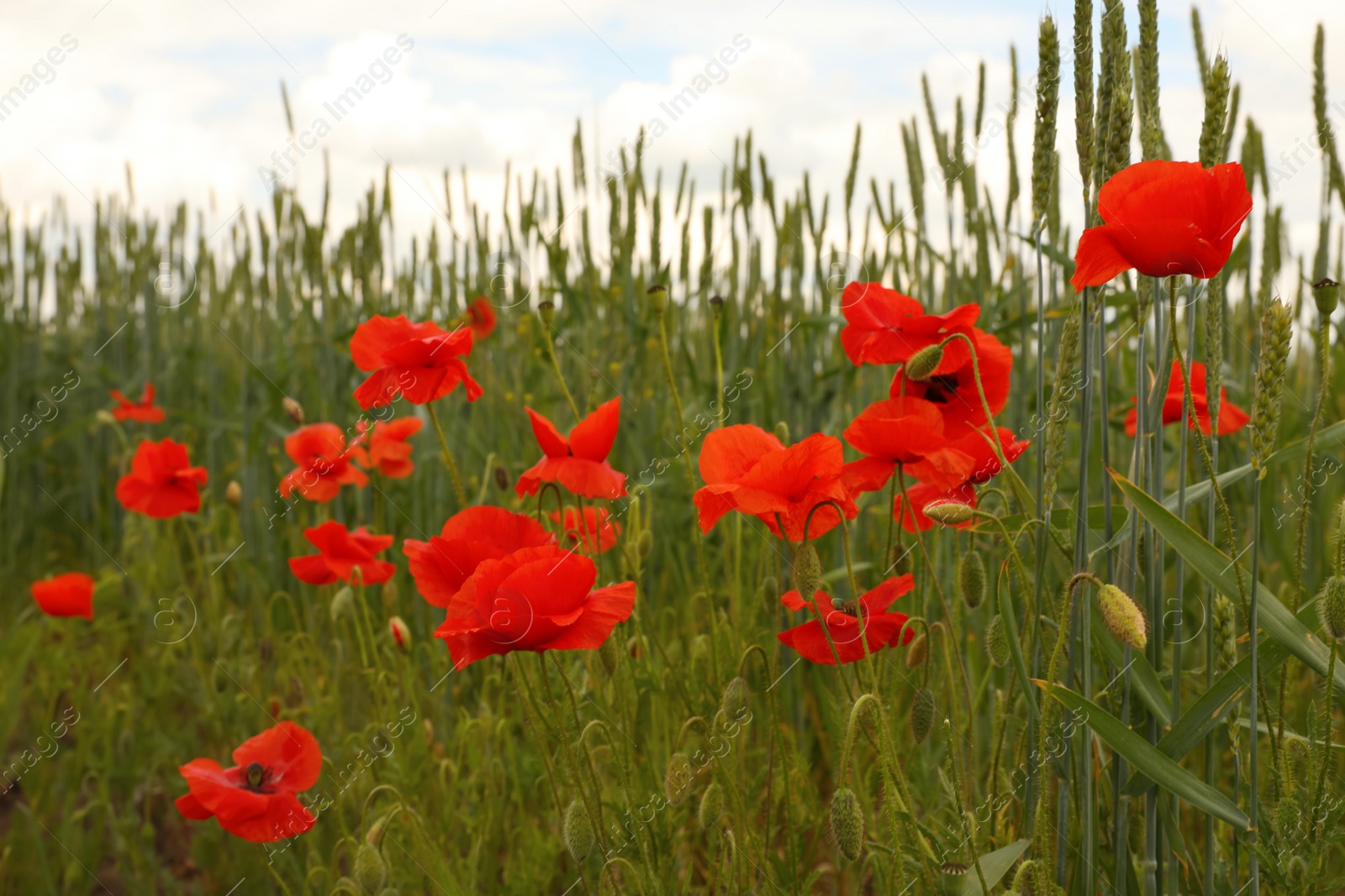 Photo of Beautiful red poppy flowers growing in field