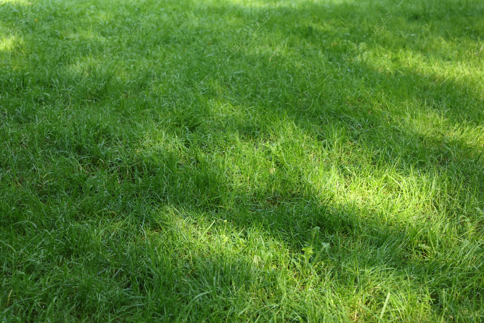 Photo of Fresh green grass growing outdoors in summer