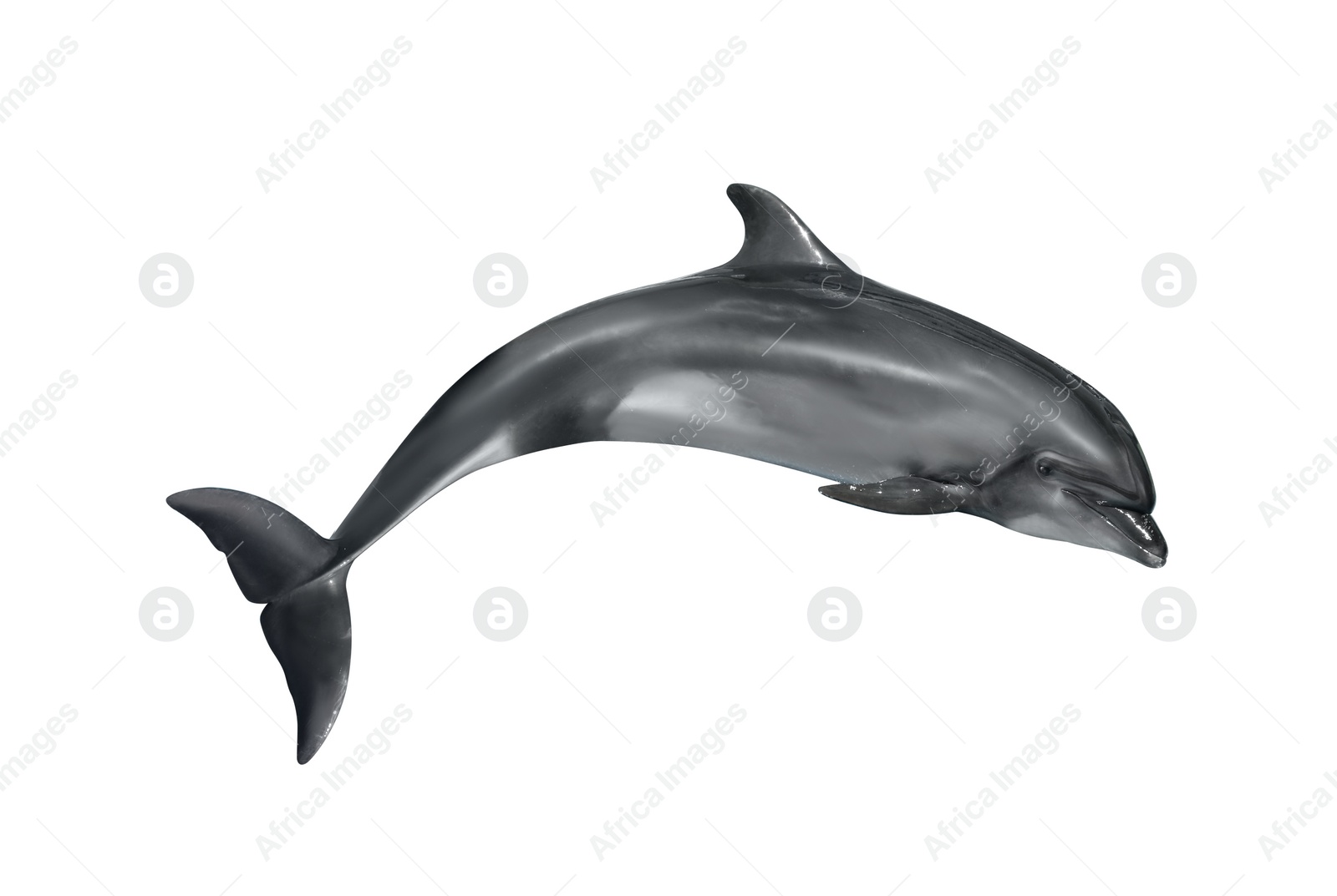 Image of Beautiful grey bottlenose dolphin on white background