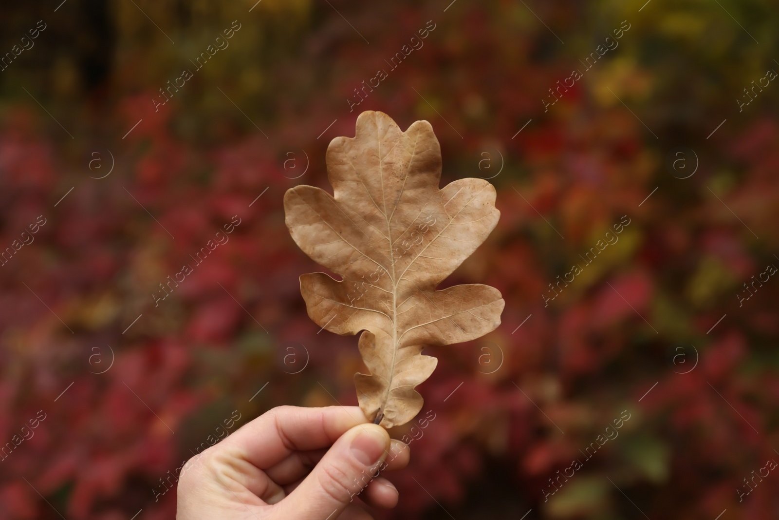 Photo of Woman holding beautiful dry leaf outdoors, closeup. Autumn season