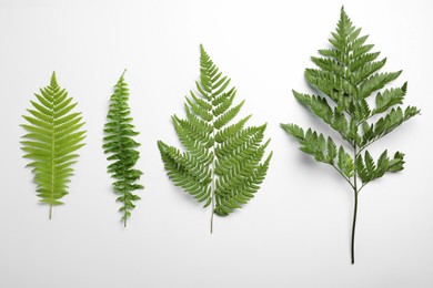 Photo of Different types of fern leaves on white background, top view