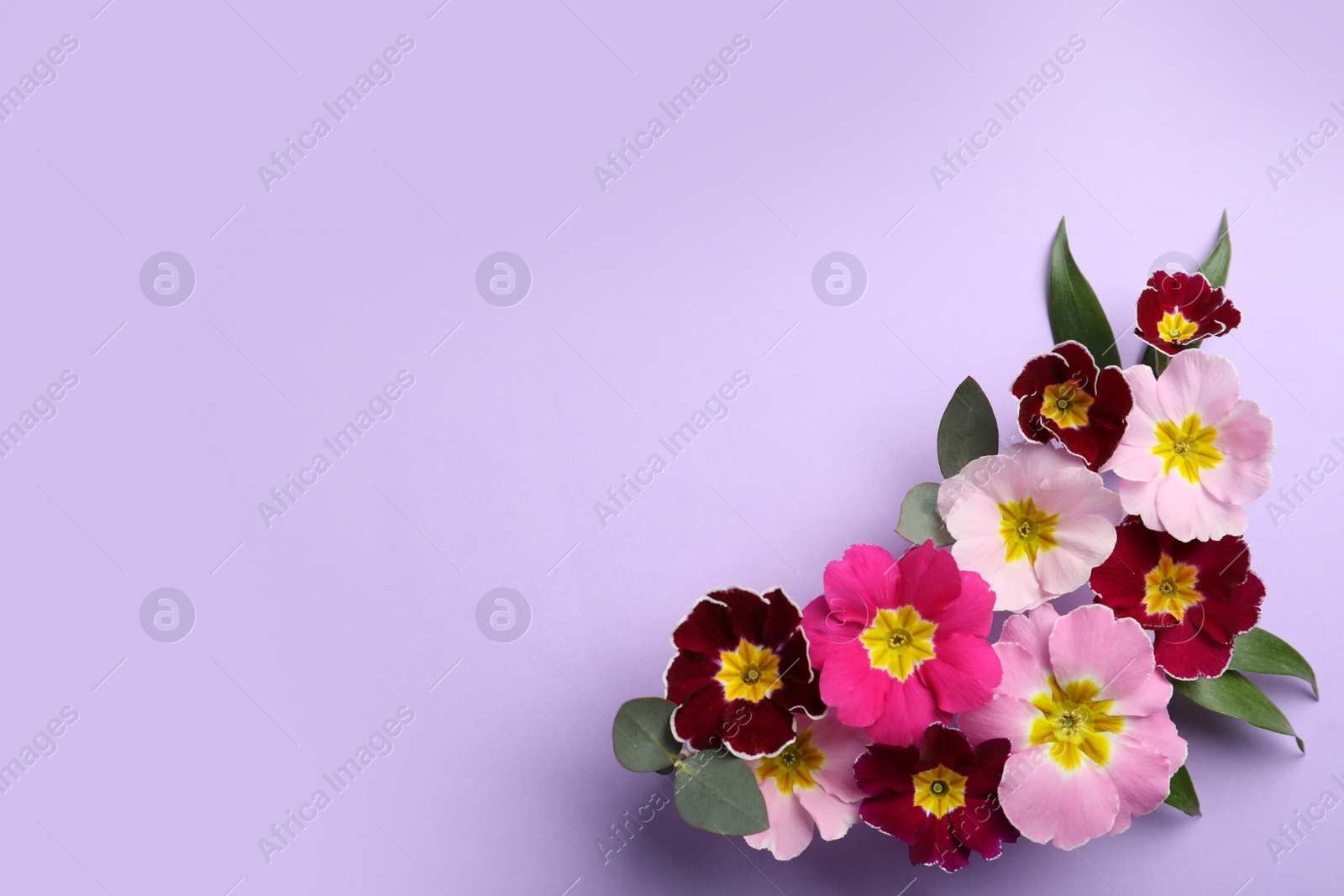 Photo of Primrose Primula Vulgaris flowers on violet background, top view with space for text. Spring season