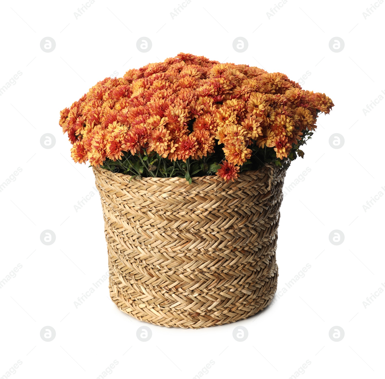 Photo of Beautiful chrysanthemum flowers in wicker pot on white background