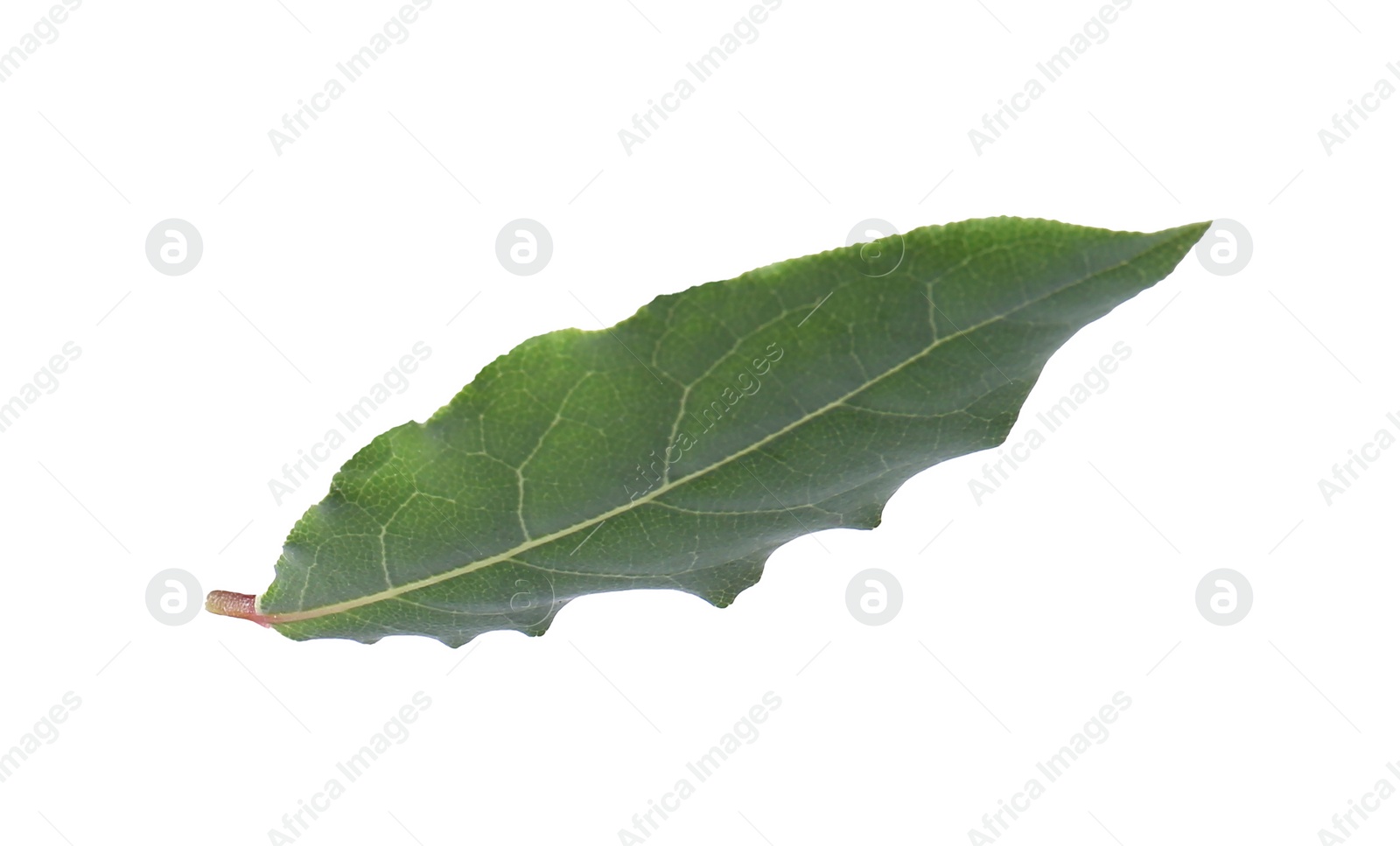 Photo of One fresh bay leaf isolated on white