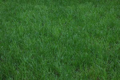 Fresh green grass growing outdoors on summer day