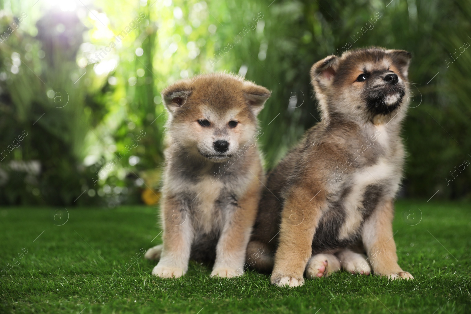 Photo of Adorable Akita Inu puppies on green grass outdoors