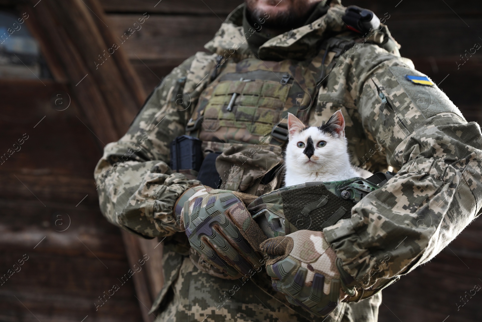 Photo of Ukrainian soldier rescuing animal. Little stray cat sitting in helmet outdoors, closeup