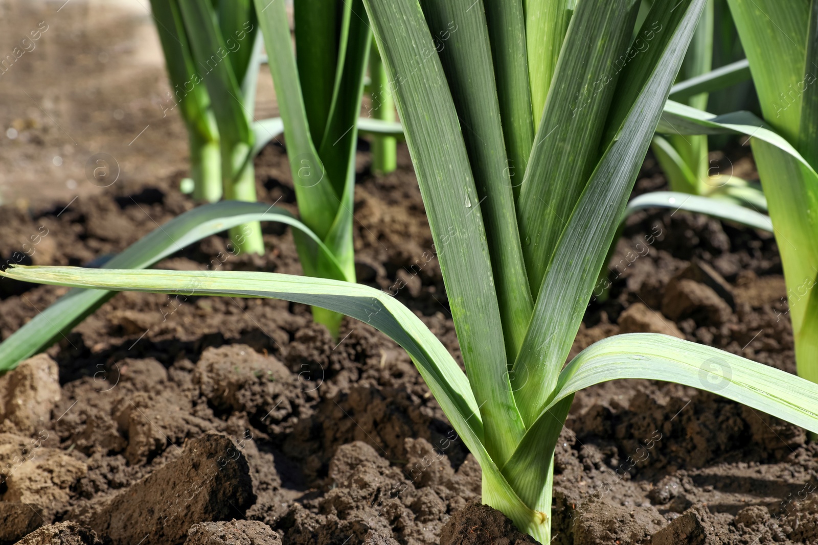 Photo of Fresh green leek growing in field on sunny day, closeup