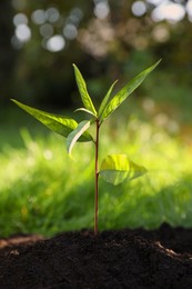 Seedling growing in soil outdoors. Planting tree