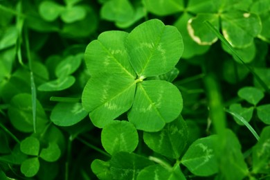 Beautiful bright green clover plants as background, closeup