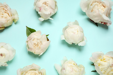 Beautiful white peonies on turquoise background, flat lay