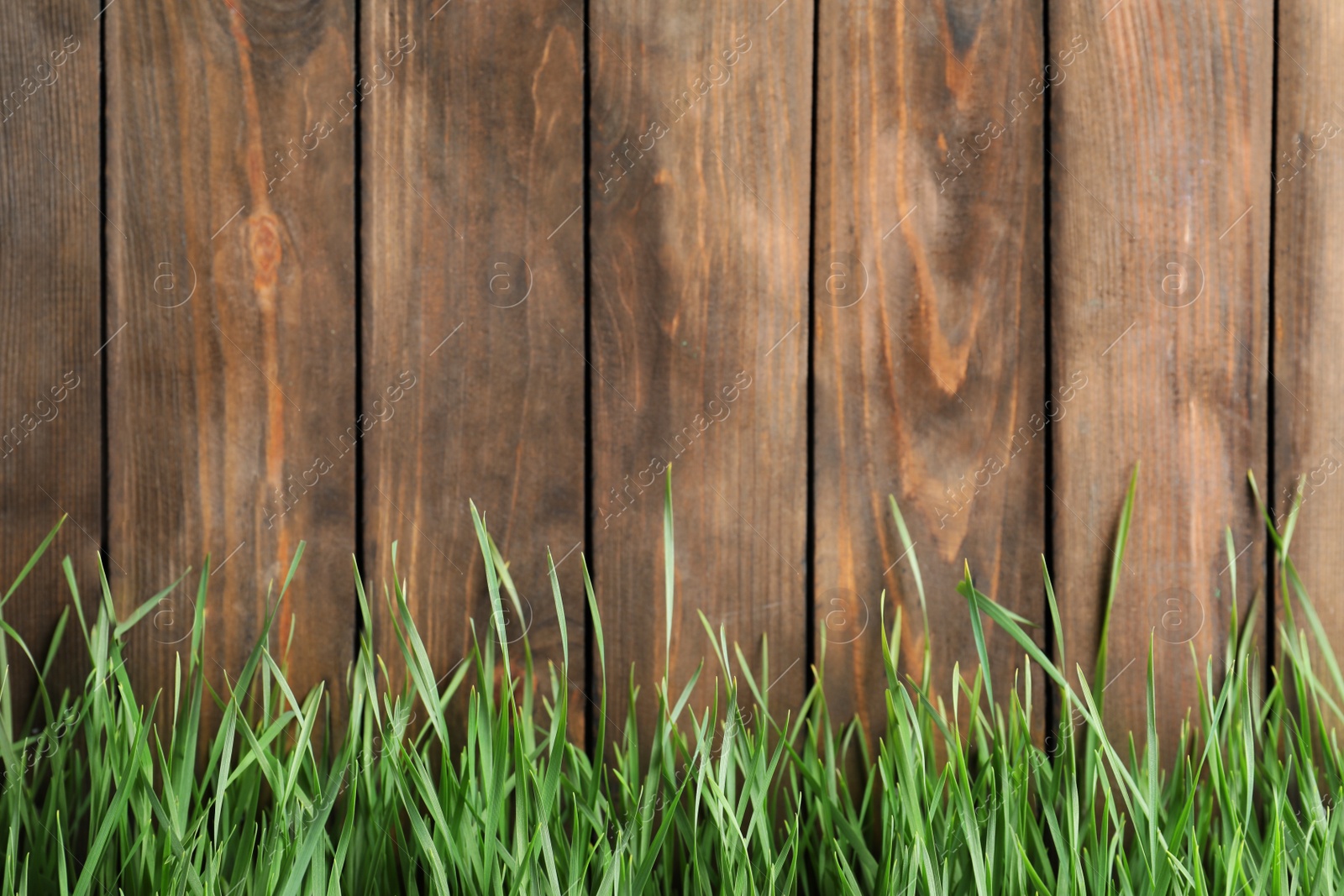 Photo of Fresh green grass near wooden fence. Space for text