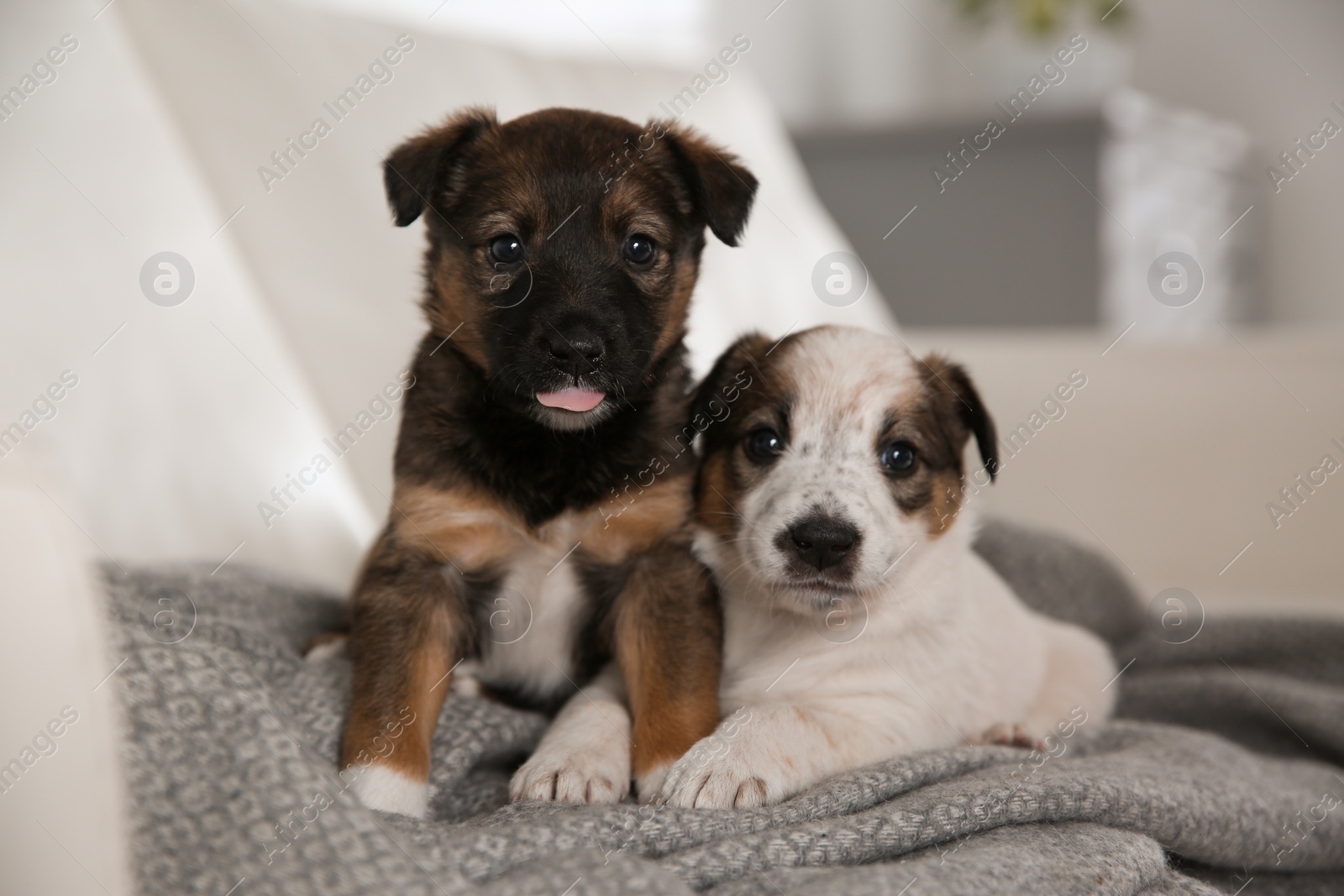 Photo of Cute little puppies on grey plaid indoors