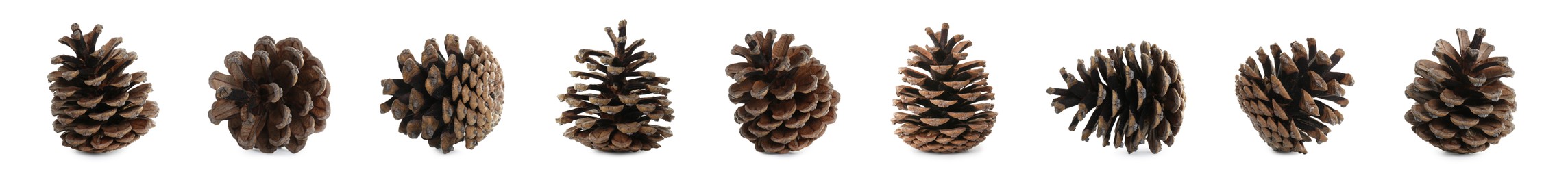 Image of Set with beautiful pine cones on white background. Banner design