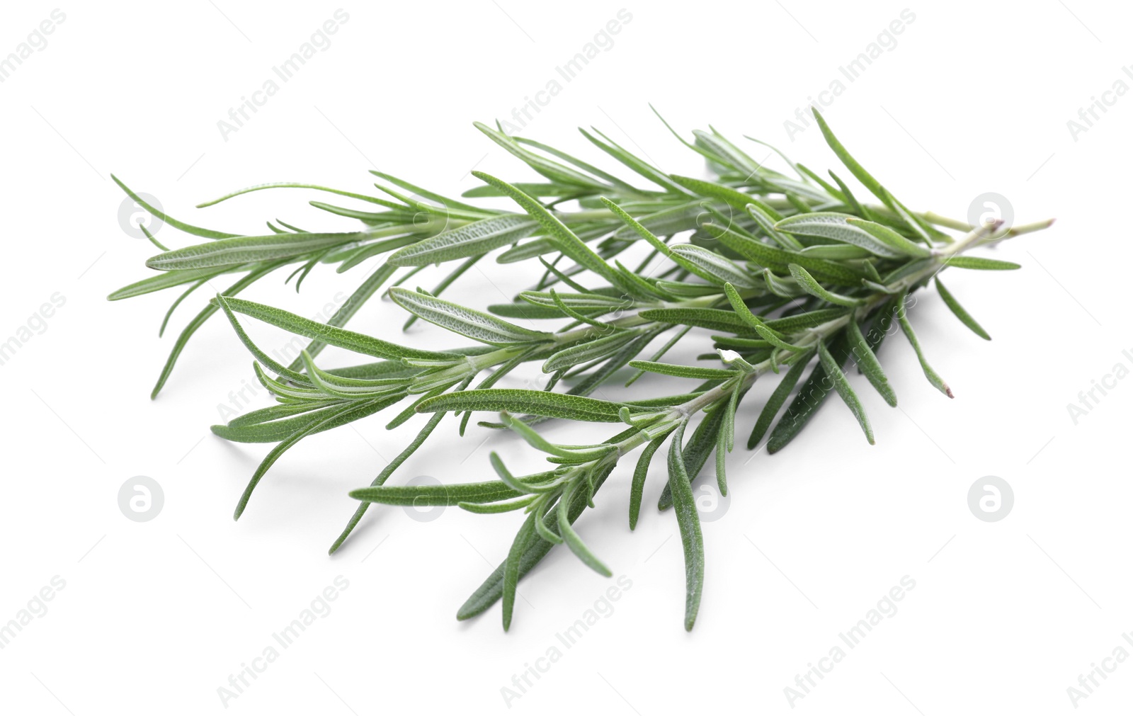 Photo of Fresh green rosemary twigs isolated on white